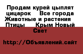 Продам курей цыплят,цицарок. - Все города Животные и растения » Птицы   . Крым,Новый Свет